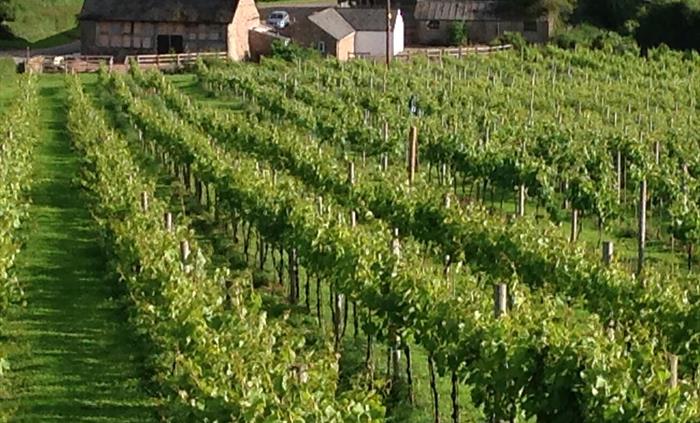 Looking down the vineyard